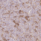 Anti-TSPAN8 Antibody