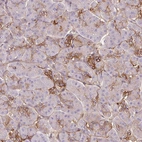 Immunohistochemical staining of human pancreas shows moderate membranous positivity in endocrine glandular cells.