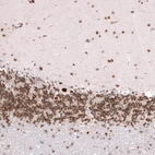 Immunohistochemical staining of human cerebellum shows strong nuclear immunoreactivity in Purkinje cells, as well as positivity in neurons in granular and molecular layers.