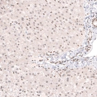 Immunohistochemical staining of human liver shows very weak nuclear positivity in hepatocytes.