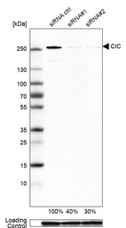 Western blot analysis in A-549 cells transfected with control siRNA, target specific siRNA probe #1 and #2, using Anti-CIC antibody. Remaining relative intensity is presented. Loading control: Anti-GAPDH.