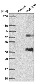 Western blot analysis in control (vector only transfected HEK293T lysate) and SLC13A5 over-expression lysate (Co-expressed with a C-terminal myc-DDK tag (~3.1 kDa) in mammalian HEK293T cells, LY406081).