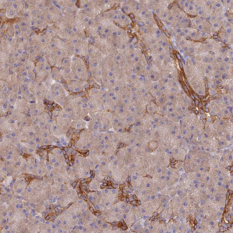 Anti-ARRDC1 Antibody