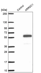 Western blot analysis in control (vector only transfected HEK293T lysate) and ARRDC1 over-expression lysate (Co-expressed with a C-terminal myc-DDK tag (~3.1 kDa) in mammalian HEK293T cells, LY407667).