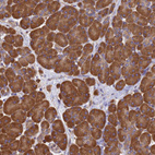 Immunohistochemical staining of human pancreas shows strong cytoplasmic positivity in exocrine glandular cells.
