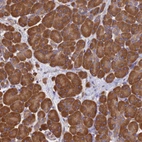 Immunohistochemical staining of human pancreas shows strong cytoplasmic positivity in exocrine glandular cells.
