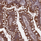 Immunohistochemical staining of human small intestine shows strong granular cytoplasmic positivity in glandular cells.