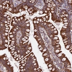Immunohistochemical staining of human small intestine shows strong granular cytoplasmic positivity in glandular cells.