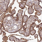 Immunohistochemical staining of human placenta shows strong granular cytoplasmic positivity in trophoblastic cells.