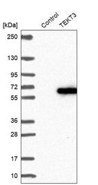 Western blot analysis in control (vector only transfected HEK293T lysate) and TEKT3 over-expression lysate (Co-expressed with a C-terminal myc-DDK tag (~3.1 kDa) in mammalian HEK293T cells, LY410446).