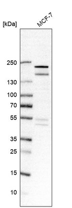Western blot analysis in human cell line MCF-7.