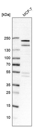 Anti-USP32 Antibody