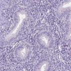 Immunohistochemical staining of human endometrium shows no positivity in glandular cells as expected.