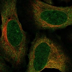 Immunofluorescent staining of human cell line U-2 OS shows localization to nuclear membrane & cytosol.