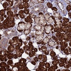 Anti-NOSTRIN Antibody