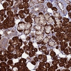 Anti-NOSTRIN Antibody