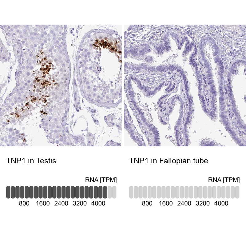 Anti-TNP1 Antibody