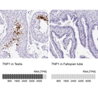 Anti-TNP1 Antibody