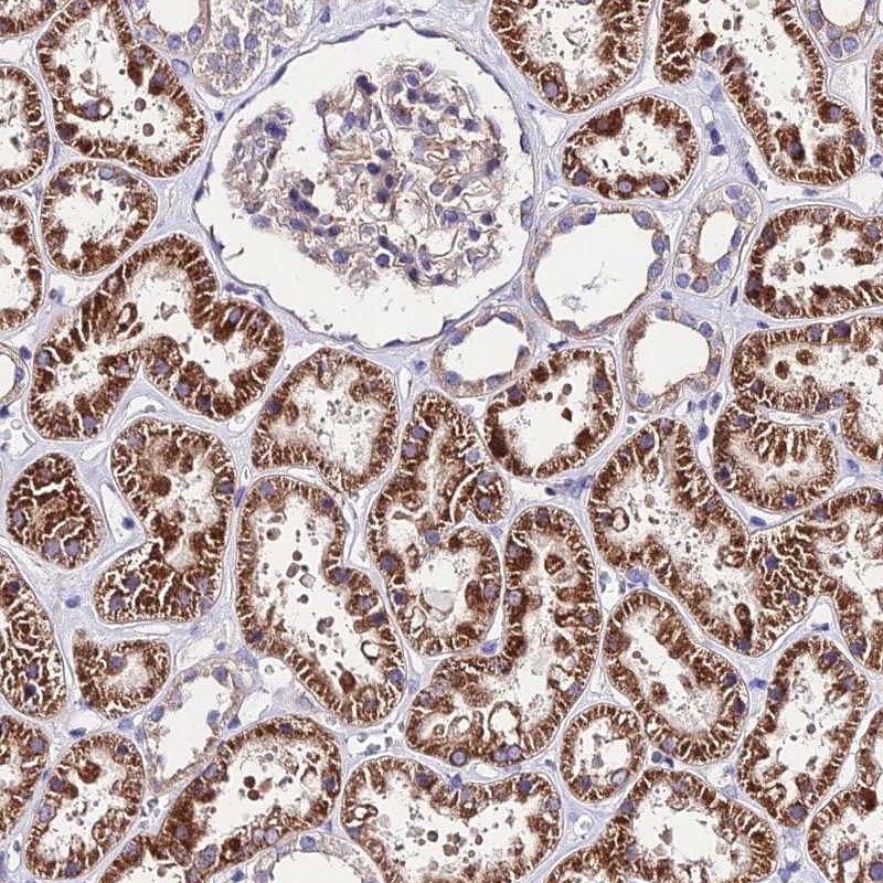 Anti-LACTB2 Antibody