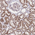 Anti-LACTB2 Antibody