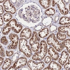 Anti-LACTB2 Antibody