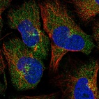 Immunofluorescent staining of human cell line U-2 OS shows localization to cytosol & the Golgi apparatus.
