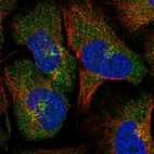 Immunofluorescent staining of human cell line U-2 OS shows localization to cytosol & the Golgi apparatus.