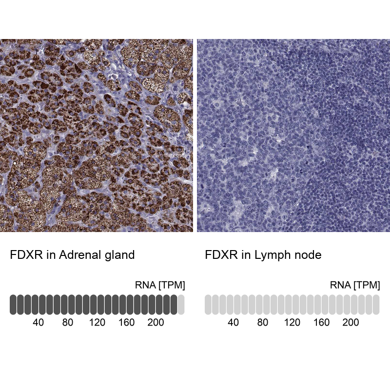 Anti-FDXR Antibody
