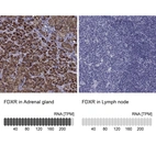 Anti-FDXR Antibody