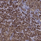 Immunohistochemical staining of human adrenal gland shows strong granular cytoplasmic positivity in glandular cells.