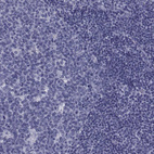 Immunohistochemical staining of human lymph node shows no positivity in non-germinal center cells as expected.