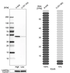 Western blot analysis in human cell lines A-549 and U-251MG using Anti-FDXR antibody. Corresponding FDXR RNA-seq data are presented for the same cell lines. Loading control: Anti-GAPDH.