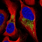 Immunofluorescent staining of human cell line U-2 OS shows localization to mitochondria.