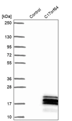 Western blot analysis in control (vector only transfected HEK293T lysate) and C17orf64 over-expression lysate (Co-expressed with a C-terminal myc-DDK tag (~3.1 kDa) in mammalian HEK293T cells, LY405654).