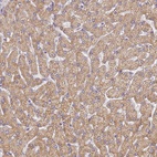 Anti-UTP23 Antibody