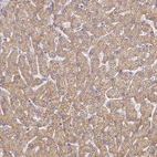 Anti-UTP23 Antibody