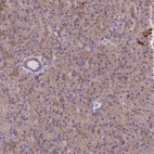 Immunohistochemical staining of human pancreas shows low expression as expected.