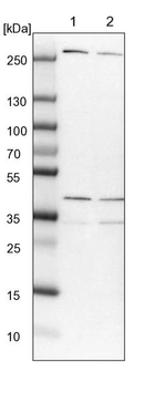 Lane 1: NIH-3T3 cell lysate (Mouse embryonic fibroblast cells)_br/_Lane 2: NBT-II cell lysate (Rat Wistar bladder tumour cells)