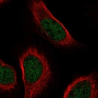 Immunofluorescent staining of human cell line U-2 OS shows localization to nucleoplasm.