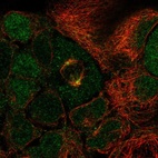 Immunofluorescent staining of human cell line CACO-2 shows localization to nucleoplasm, centrosome & mitotic spindle.