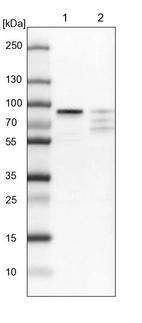 Lane 1: NIH-3T3 cell lysate (Mouse embryonic fibroblast cells)_br/_Lane 2: NBT-II cell lysate (Rat Wistar bladder tumour cells)