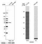 Anti-GSDMD Antibody