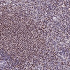 Anti-MIS12 Antibody