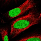 Immunofluorescent staining of human cell line U-2 OS shows localization to nucleus.