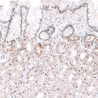 Immunohistochemical staining of human stomach shows strong nuclear positivity in glandular cells.