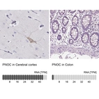 Anti-PNOC Antibody