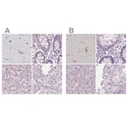 Immunohistochemical staining of human cerebral cortex, colon, liver and testis using Anti-PNOC antibody HPA044507 (A) shows similar protein distribution across tissues to independent antibody HPA056724 (B).