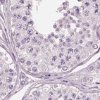 Immunohistochemical staining of human testis using Anti-PNOC antibody HPA044507.
