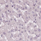 Immunohistochemical staining of human liver using Anti-PNOC antibody HPA044507.