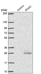 Western blot analysis in control (vector only transfected HEK293T lysate) and PNOC over-expression lysate (Co-expressed with a C-terminal myc-DDK tag (~3.1 kDa) in mammalian HEK293T cells, LY416784).